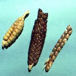 Truth about GMOs and Popcorn: Primitive-Corn image from University of Illinois at Urbana-Champaign