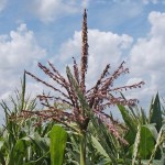 Truth about GMOs and Popcorn: corn-tassel